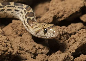 Snake Prints: Sonoran gopher snake, bullsnake, blow snake, Pituophis catenefir affinis, New Mexico