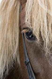 Select Focus Prints: Detail of sorrel horse with flax mane