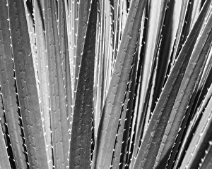 Shrub Prints: Sotol, Dasylirion wheeleri, Chiricahua Desert, New Mexico