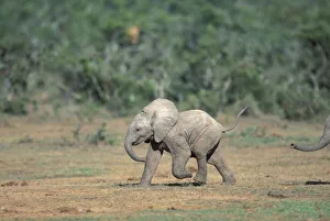 Pachyderm Prints: South Africa, Addo