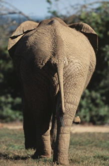Images Dated 10th June 2014: South Africa, Addo Elephant National Park, Elephant walking