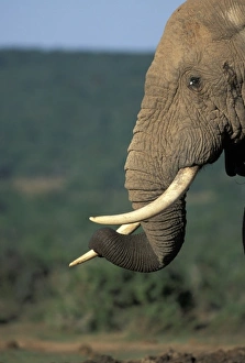South Africa, Addo Elephant National Park, Bull Elephant (Loxodonta africana) by