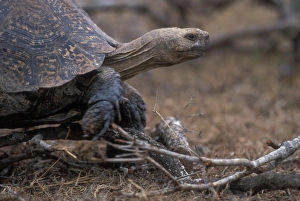 South Africa, Addo Elephant National Park, Leopard Tortoise (Geochelone pardalis)