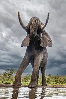 South Africa Prints: South Africa. Bull elephant at a waterhole