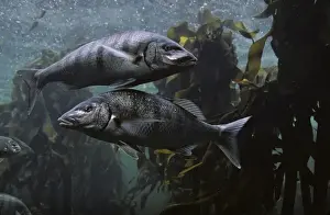 South Africa Prints: South Africa, Cape Town, Atlantic Ocean Fish swimming in Kelp Forest exhibit at Two