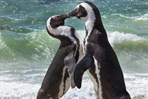 Greeting Prints: South Africa, Cape Town. Jackass penguins greeting on Boulders Beach