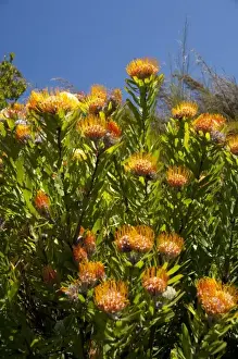Images Dated 12th December 2010: South Africa, Cape Town, Kirstenbosch National Botanical Garden. Protea Garden, indigenous