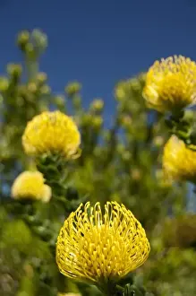 Protea Prints: South Africa, Cape Town, Kirstenbosch National Botanical Garden. Yellow pincushion protea