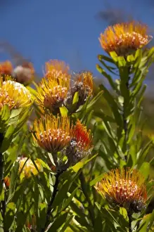 Images Dated 12th December 2010: South Africa, Cape Town, Kirstenbosch National Botanical Garden. Protea Garden, indigenous