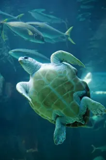 Exhibit Prints: South Africa, Cape Town, Leatherback Turtle (Dermochelys coriacea) swimming inside