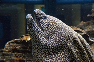 Images Dated 6th May 2010: South Africa, Cape Town. Two Oceans Aquarium, Honeycomb moray eel (captive)