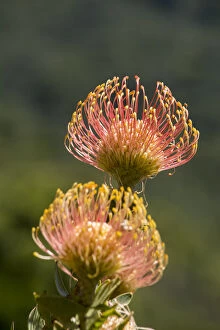 South Africa Collection: South Africa, Cape Town. Protea flowers, aka pincushion flowers