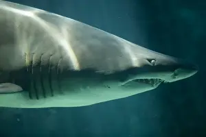 Exhibit Prints: South Africa, Cape Town, Ragged Tooth Shark (Odontaspis ferox) swimming in Two Oceans