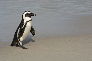 South Africa, Cape Town, Simons Town, Table Mountain National Park, Boulders Beach