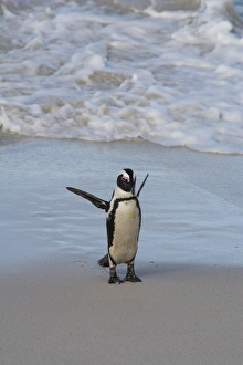 Penguin Prints: South Africa, Cape Town, Simons Town, Table Mountain National Park, Boulders Beach