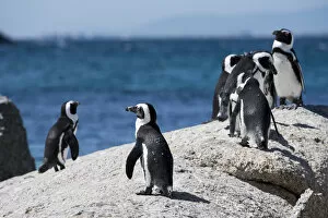 South Africa Collection: South Africa, Cape Town, Simons Town, Boulders Beach. African penguin colony