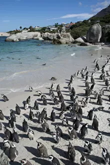 South Africa Gallery: South Africa, Cape Town, Simons Town, Boulders Beach. African penguin colony