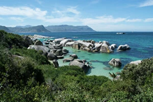 Africa Collection: South Africa, Cape Town, Simons Town, Boulders Beach. African penguin colony