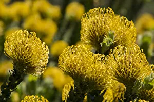 South Africa, Cape Town. Yellow protea flowers, aka pincushion flowers