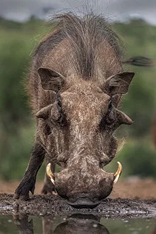 South Africa Prints: South Africa. Close-up of warthog drinking at waterhole