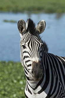 Pretty Prints: South Africa, Durban. Tala Game Reserve