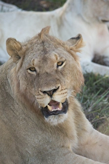 Images Dated 2nd May 2015: South Africa, Eastern Cape, East London. Inkwenkwezi Game Reserve. Young male lion (WILD