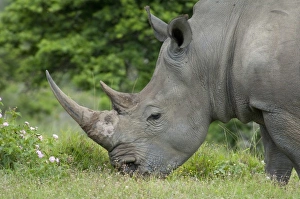 Images Dated 14th December 2010: South Africa, Eastern Cape, East London, Inkwenkwezi Private Game Reserve. African