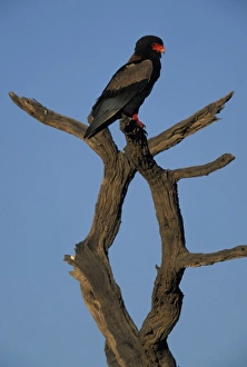 South Africa, Kgalagadi Transfrontier Park, Bateleur, an African raptor (Terathopius South Africa, Kgalagadi Transfrontier Park, Bateleur, an African raptor (Terathopius