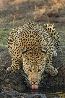 South Africa Prints: South Africa, Kruger National Park