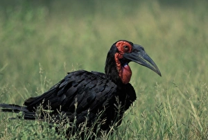 South Africa Prints: South Africa, Kruger National Park, South Ground Hornbill (Bucorvus cafer) walks