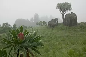 Images Dated 5th November 2005: South Africa, KwaZulu Natal Province, Royal Natal National Park, Fog settles over