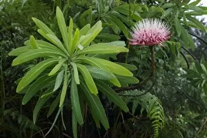 South Africa, KwaZulu Natal Province, Royal Natal National Park, Flowering protea