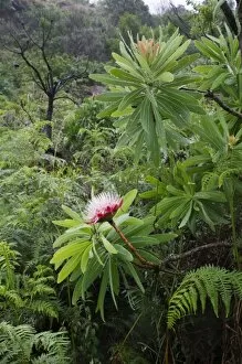 Images Dated 5th November 2005: South Africa, KwaZulu Natal Province, Royal Natal National Park, Flowering protea
