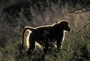 South Africa, Pilanesburg Game Reserve, Chacma Baboon (Papio ursinus) lit by setting