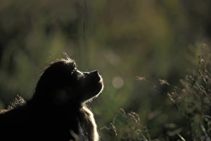 Grassland Prints: South Africa, Pilanesburg Game Reserve, Chacma Baboon (Papio ursinus) in tall grass