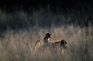 South Africa, Pilanesburg Game Reserve, Chacma Baboon carried on back by mother