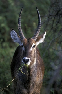 South Africa, Pilanesburg Game Reserve, Waterbuck (Kobus ellipsiprymnus) feeds in