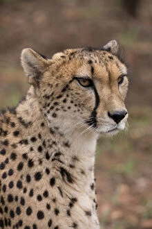 South Africa Gallery: South Africa, Pretoria, De Wildt Shingwedzi Cheetah & Wildlife Preserve & Ann van