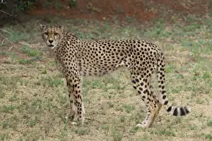 South Africa Prints: South Africa, Pretoria, De Wildt Shingwedzi Cheetah & Wildlife Preserve & Ann van