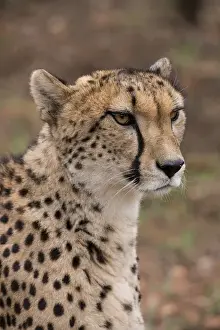 South Africa Prints: South Africa, Pretoria, De Wildt Shingwedzi Cheetah & Wildlife Preserve & Ann van