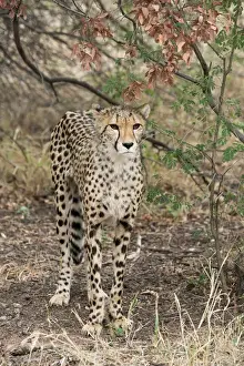 South Africa Prints: South Africa, Pretoria, De Wildt Shingwedzi Cheetah & Wildlife Preserve & Ann van