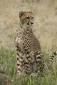 South Africa Prints: South Africa, Pretoria, De Wildt Shingwedzi Cheetah & Wildlife Preserve & Ann van