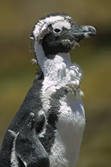 Molting Prints: South Africa, Simons Town, African (Jackass) Penguin (Spheniscus demersus) standing