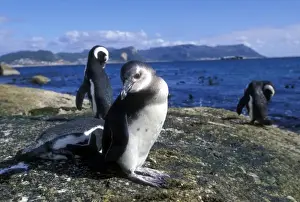 South Africa, Simons Town, Jackass Penguin along rocky coastline (Spheniscus
