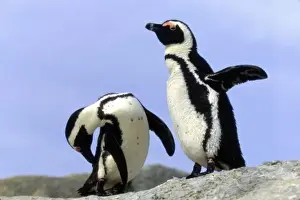South Africa, Simons Town. Jackass Penguins (Phalacrocorax capensis) on top of rock