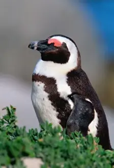 South Africa, Simons Town. Sleeping Jackass Penguin (Phalacrocorax capensis)