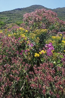 South Africa, Table Mountain National Park, Wildflowers bloom on fynbos vegetation