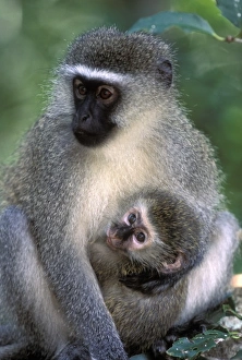 Holding Prints: South Africa, Tsitsikamma Nat l Park, Vervet Monkey (Cercopithecus aethiops)