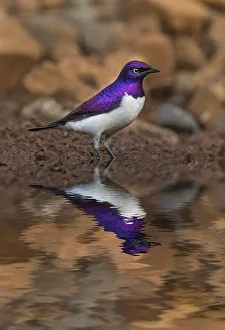 South Africa Prints: South Africa. Violet-backed starling reflects in a waterhole