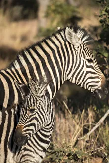 South Africa Prints: South Africa, Welgevonden Game Reserve. Adult and juvenile zebras